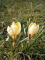 Crocus chrysanthus 'Romance'