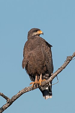 Common black-hawk (Buteogallus anthracinus gundlachii) in Cuba (created and nominated by Charlesjsharp)