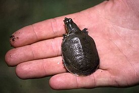 Молодая особь сероспинной лопастной черепахи