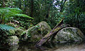 Forêt de Daintree.