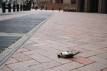 Black and white bird with red crest lies prone on an otherwise spotless brick plaza