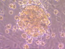 Файл: Dedifferentiation-and-Proliferation-of-Mammalian-Cardiomyocytes-pone.0012559.s007.ogv