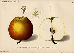 La variedad de manzana encontrada y nombrada por Liegel Schmidberger Renette.