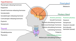 list of the hormones found in the endocrine gl...