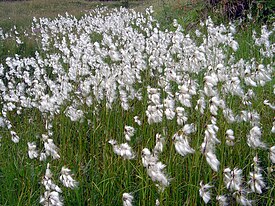 Eriophorum angustifolium