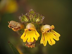 Euphrasia minima (PACA, France).