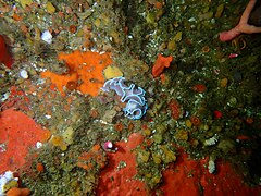 Frilled nudibranch