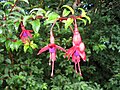 פוקסיה מגלנית (Fuchsia magellanica)