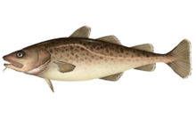 Gadus macrocephalus.png