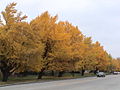 Ginkgo street trees in the "boulevard" area, in Riverside, Illinois