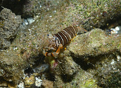 Crevette bourdon (Gnathophyllum americanum)