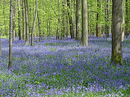 Eiken-beukenbos met wilde hyacint