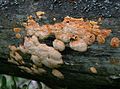 Lõhepoorik ehk kuldpruunik (Hapalopilus aurantiacus)