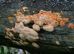 Lõhepoorik Erastia salmonicolor