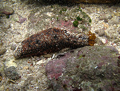 Les Holothuriida comme cette Holothuria cinerascens ont un corps boudiné et des tentacules peltés.