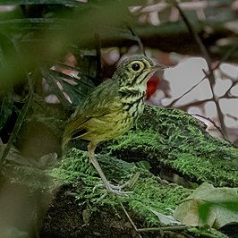 Snethlages mierpitta