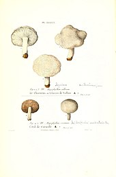 1855 field notes with synonymy of Hypophyllum (quoted literature) with Omphalia and Agaricus (added handwritten notes) Iconographie des champignons de Paulet (Pl. LXXXIX) (6266440221).jpg