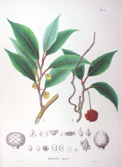 Kadsura japonica.