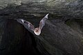 Kleine Hufeisennase (Rhinolophus hipposideros)