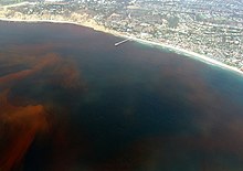 A "red tide" off the coast of La Jolla, San Diego, California. La-Jolla-Red-Tide.780.jpg