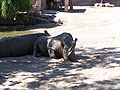 Rhinocéros blanc (Ceratotherium simum)