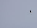 Graukopfmöwe Grey-headed Gull