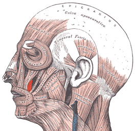 Musculus levator anguli oris