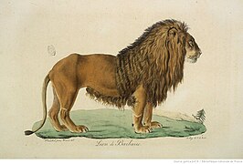 Lion de Barbarie en Algérie, dessin de Jacques Christophe Werner, 1819.