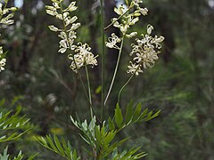 Feuilles et fleurs de L. silaifolia.