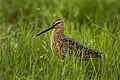 Long-billed dowitcher