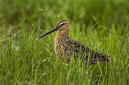 Hosszúcsőrű cankógoda (Limnodromus scolopaceus)