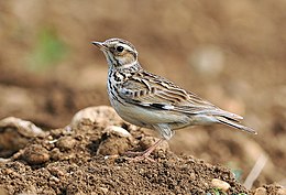 Ligutė (Lullula arborea)