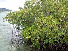 Pequeno mangue na Îlet Duprey