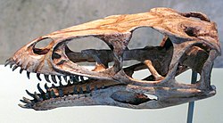 Fossils found at Berivotra