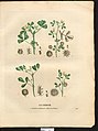 Medicago species 1 - La flore et la pomone françaises.jpg