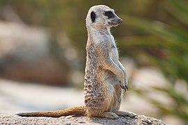 Suricata suricatta (Meerkat)