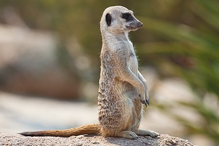 Bir Mirket. Mirketler 30 cm boylarındadır ve koloni halinde yaşar. IUCN Kırmızı Listesi'nde Düşük risk / asgari endişe grubunda bulunur. (Victoria, Avustralya, Şubat 2009). (Üreten:Fir0002)