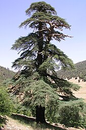 An old Atlas cedar tree in the Atlas range Morocco Atlas 01.jpg