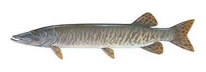 Muskellunge USFWS.jpg