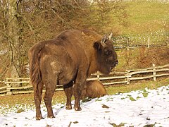 Wisent – Eiszeitliches Wildgehege Neandertal