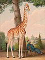 Porträt der Giraffe Zarafa