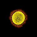Einzelnes Virus-Partikel in nachträglich eingefärbter, elektronenmikroskopischer Aufnahme mit den für Coronaviren typischen Fortsätzen, die an eine Sonnenkorona erinnern. Vireninneres und Virenhülle in leuchtenden Gelbschattierungen, etwas diffuser Kranz aus sogenannten Spike-Proteinen in Orangeschattierungen, Hintergrund in gleichmäßigem, tiefem Schwarz. Erinnert besonders stark an das Bild der Sonne im Weltall.