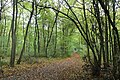 Das Wegenetz im Ober-Olmer Wald ist 25 km lang – für Tiere und Pflanzen gibt es besonders geschützte Bereiche