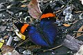 Babočkovitý motýl Kallima inachus