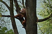 Ours sur un arbre.
