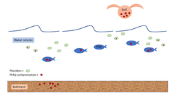 Bioaccumulation of PFAS: PFASs from sediments and water can accumulate in marine organisms. Animals higher up the food chain accumulate more PFAS because they absorb PFAS in prey they consume. PFAS Biomagnification.png