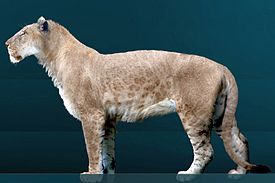 Panthera leo atrox Sergiodlarosa 1.jpg