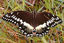 Papilio palamedes.jpg