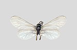 Parasemidalis fuscipennis – Specimen