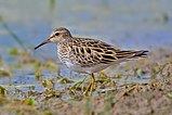 Pectoral Sandpiper3.jpg